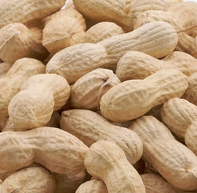 Groundnut In-Shell