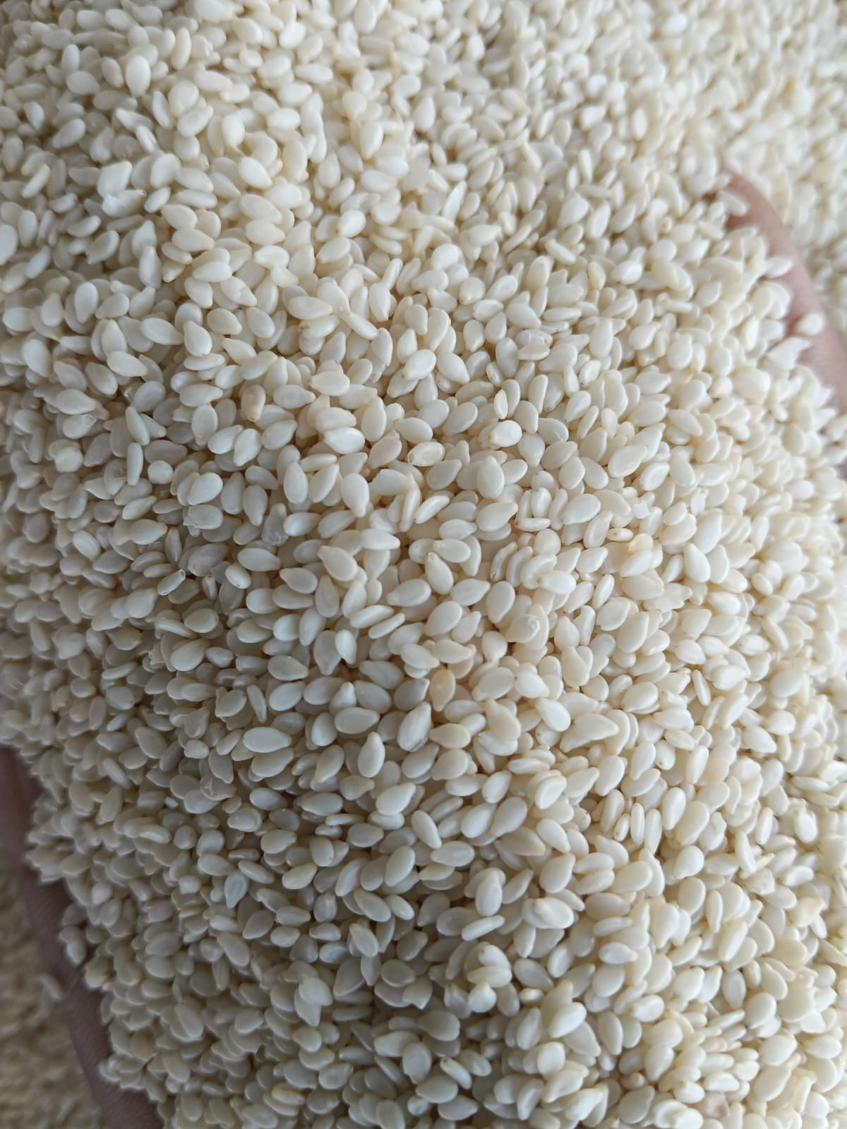 Sesame Seeds